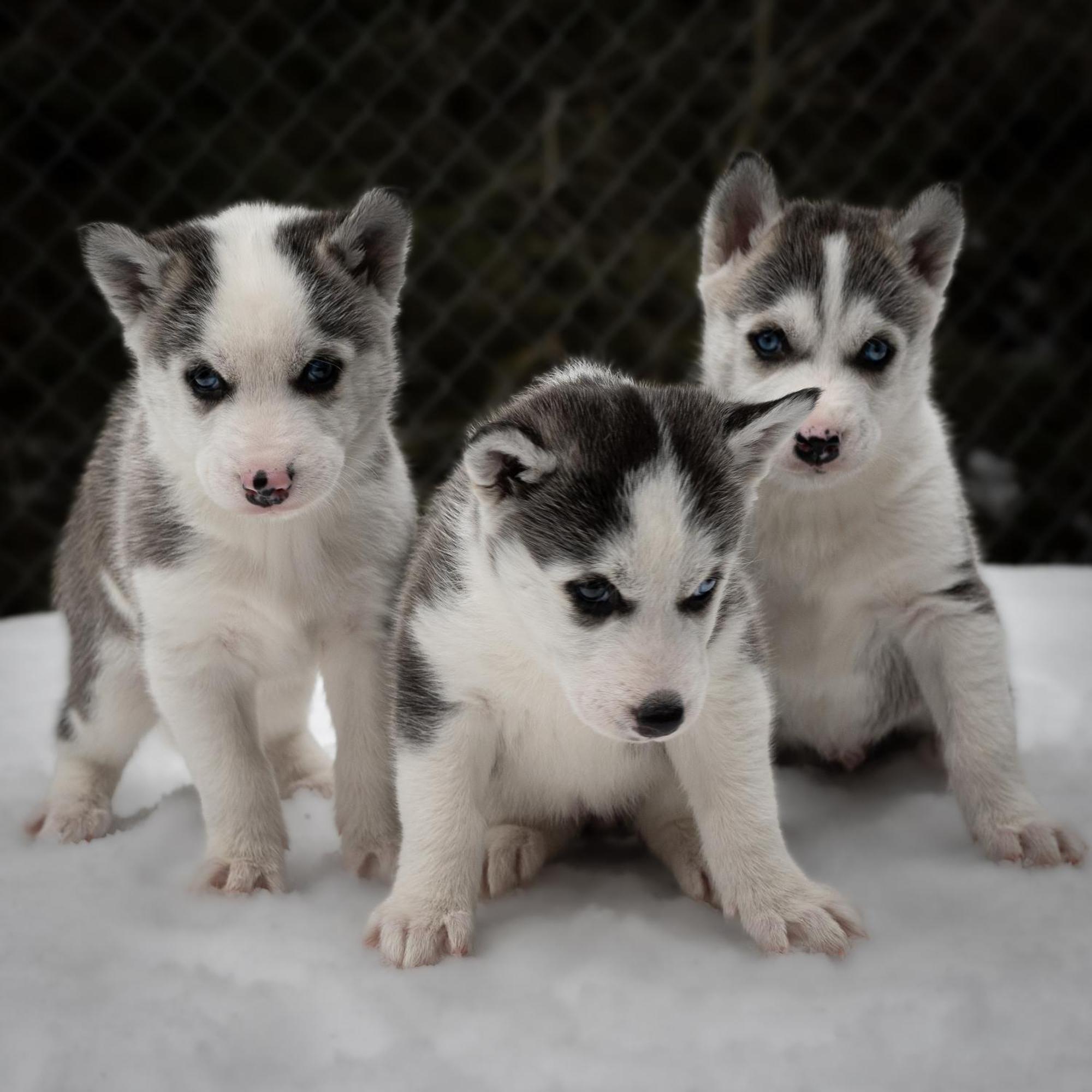 Huettenhotel Husky Lodge Muotathal エクステリア 写真