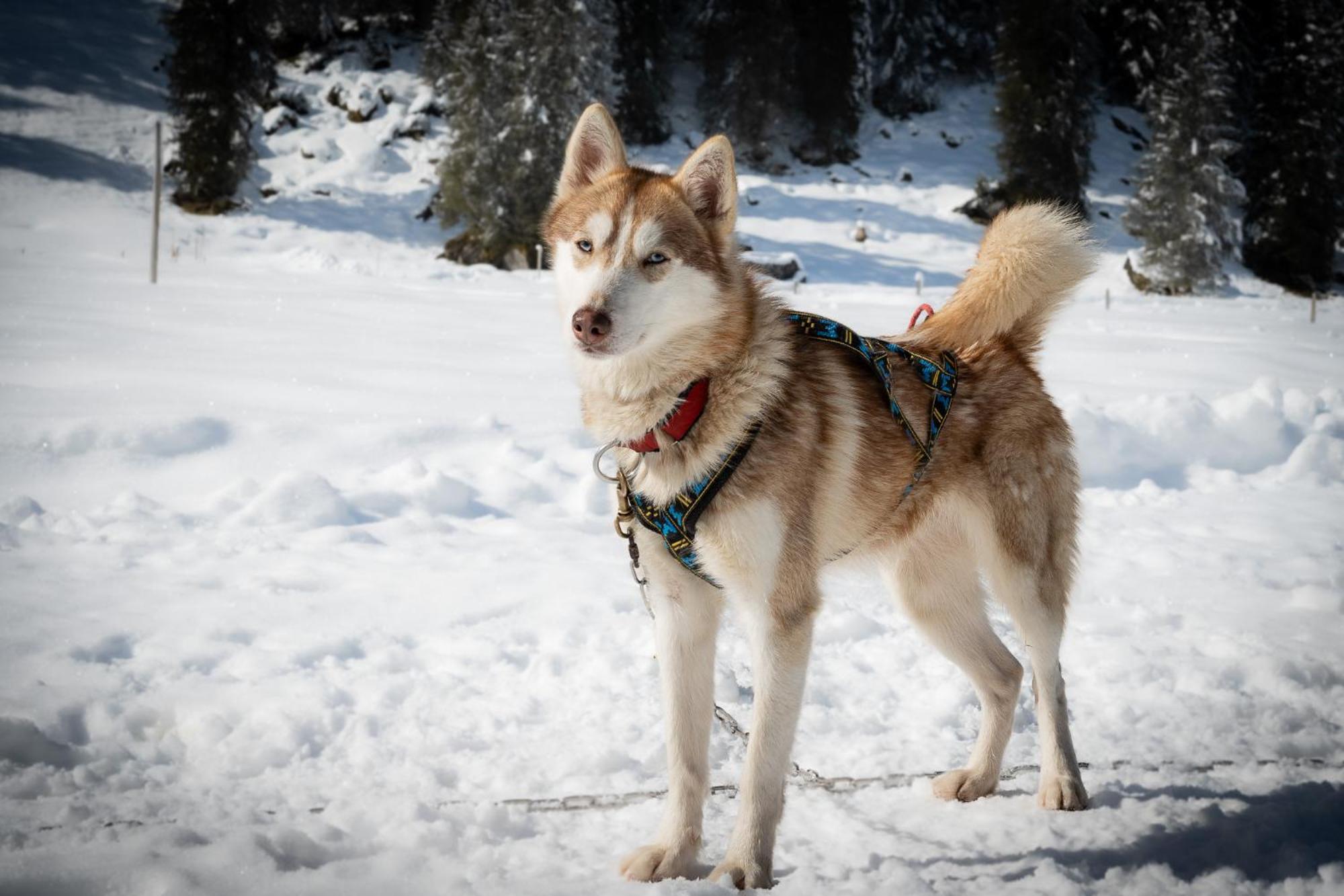 Huettenhotel Husky Lodge Muotathal エクステリア 写真