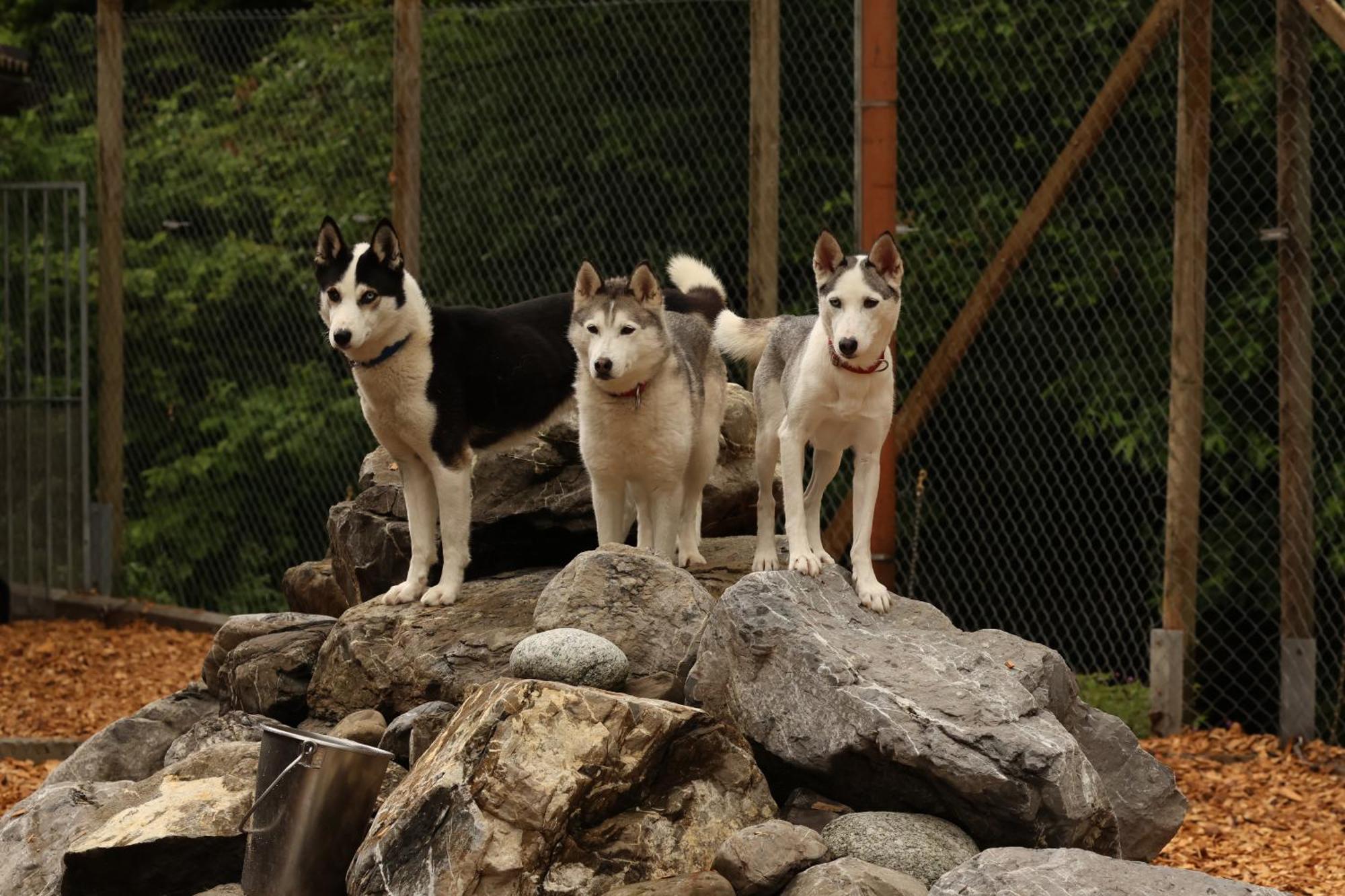 Huettenhotel Husky Lodge Muotathal エクステリア 写真
